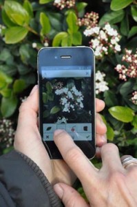 Image d'un smartphone photogrpahiant une plante à identififer