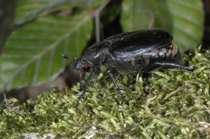 biodiversité opendata