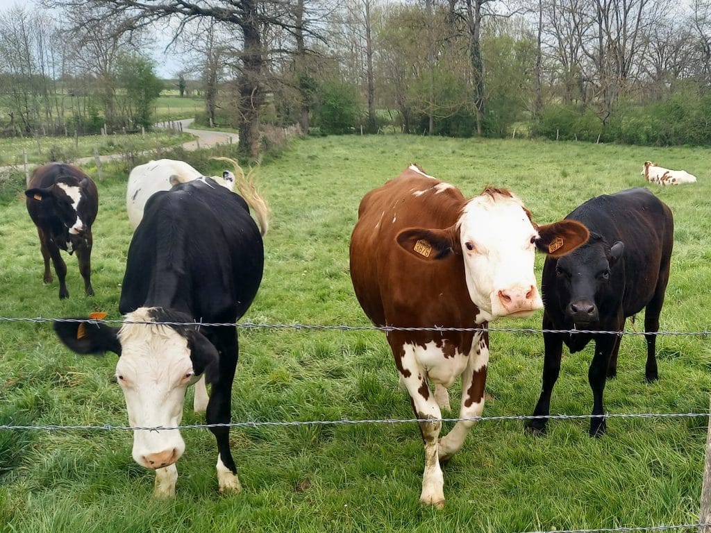 Génisses dans un près
